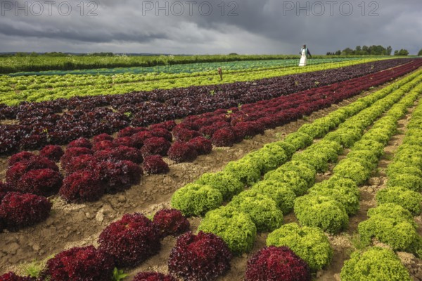 Soest, Sauerland, North Rhine-Westphalia, Germany - Vegetable cultivation, lettuce plants grow in