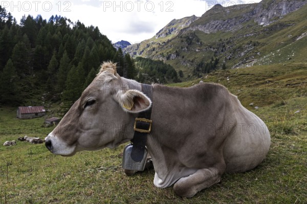 Bark (Bos taurus) lies in the grass, Sambuco Valley, Vale Sambuco, near Fusio, Lavizzara, Canton