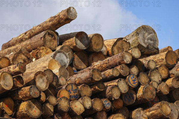 Duisburg, North Rhine-Westphalia, Germany, timber yard, logs stored for export in the Port of