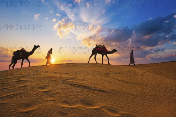 Indian cameleers camel drivers bedouin with camel silhouettes in sand dunes of Thar desert on