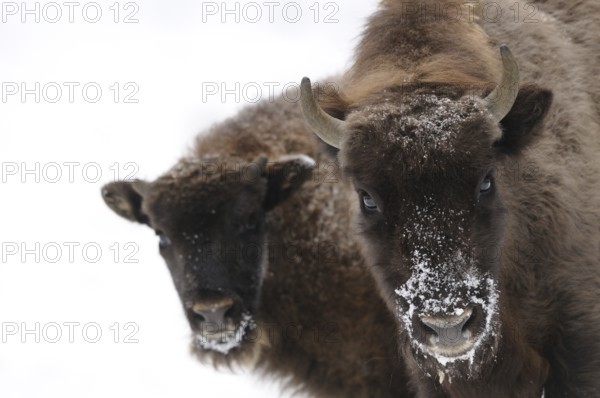 Two bison, one adult and one juvenile, standing in the snow, covered with frost, bison (Bos