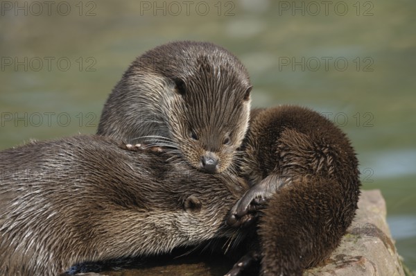 Two otters cuddling together, otter (Lutra lutra), Bavaria