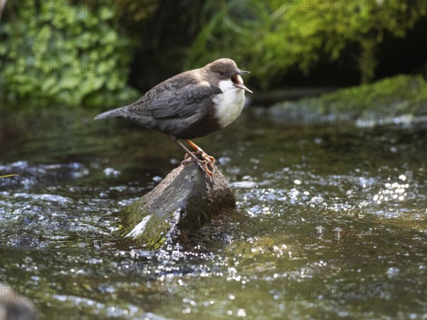 Common Dipper (Cinclus cinclus), adult bird perched on a stone in a hill stream, singing, Hesse,