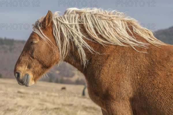 A brown horse with long hair is standing in a field. The horse has a relaxed expression on its face
