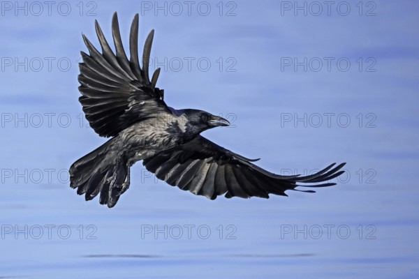 Northern European hooded crow (Corvus cornix cornix, Corvus corone cornix) flying over water of