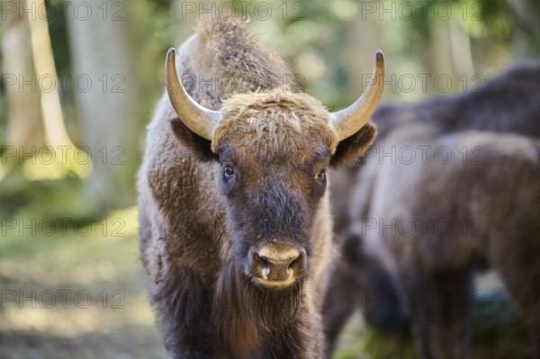 European bison (Bison bonasus) portrait in a forest in spring, Bavarian Forest, Germany, Europe