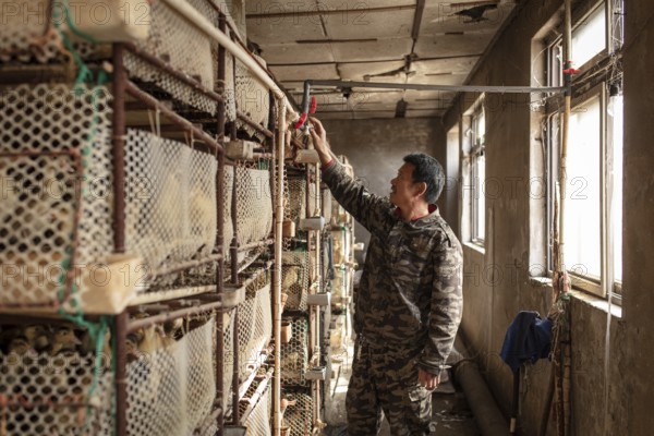 Worker with ducklings in rearing station, Jiang Su Salted Duck Farming Co. Ltd, Xiang Shui County,