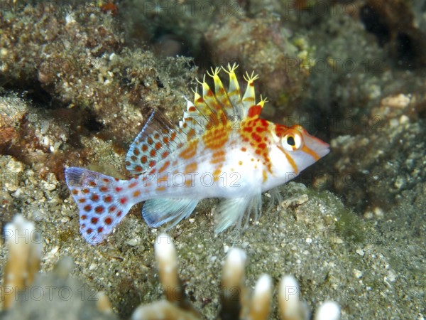 Spotted fish with colourful fins, Dwarf Hawkfish (Cirrhitichthys falco), dive site Twin Reef,