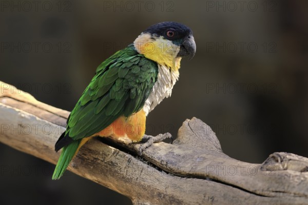 Green-winged Parrot (Pionites melanocephalus), adult, Waiting, alert, curious, Northern South
