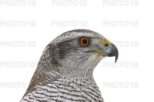 Eurasian goshawk (Astur gentilis, Accipiter gentilis) close-up portrait of young sub-adult female
