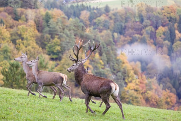 A red deer stag (Cervus elaphus) and three hinds run across a meadow. A forest with autumn leaves