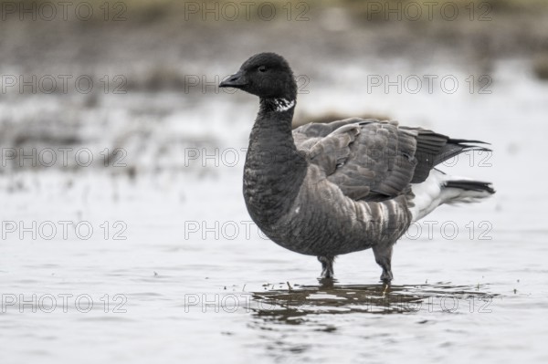 Brent goose (Branta bernicla), Amrum, Schleswig-Holstein, Germany, Europe