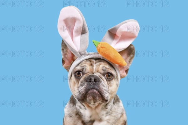 Funny French Bulldog dog wearing Easter bunny ear headband with carrot on blue background