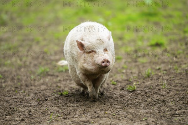 Vietnamese Pot-bellied pig, Bavaria, Germany, Europe