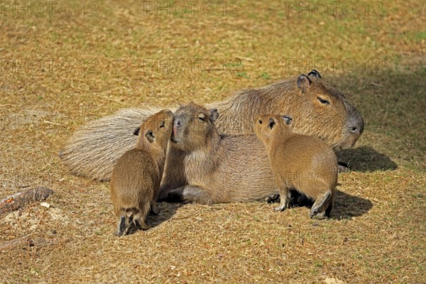 Capybara (Hydrochoerus hydrochaeris), capybara, adult, female, mother, young, on land, group,
