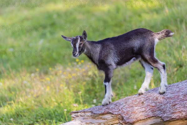 One Tauernschecke goatling, Capra aegagrus hircus, standing on a tree trunk lying on meadow