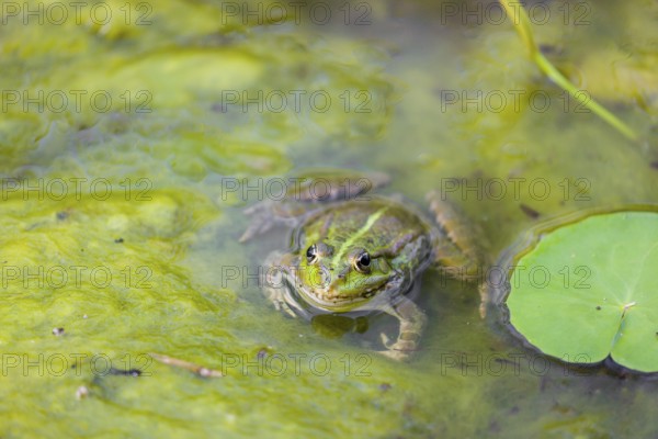 A common water frog, Pelophylax kl. esculentus, resting in the water close to a waterlilly,