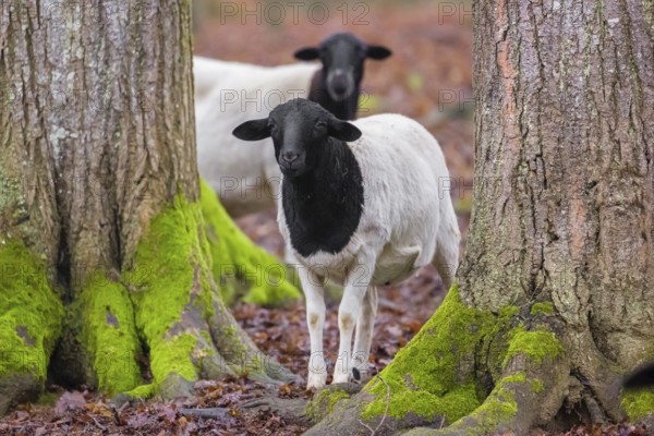 Two female Blackheaded Somali Sheep, Ovis aries, stand in an open forest