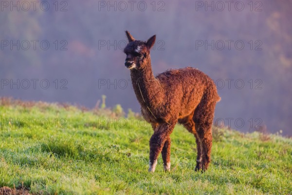 A young brown Alpaca (Vicugna pacos) stands on a green meadow