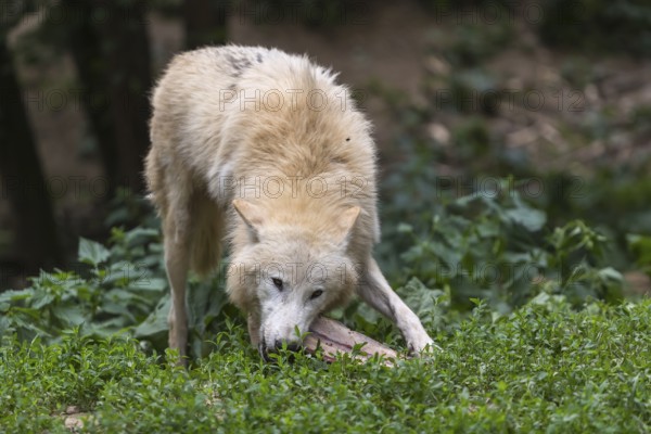 One Arctic wolf (Canis lupus arctos) chewing on a bone. Green grass around