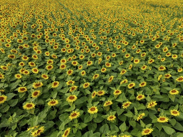 Sunflower field near Holzhausen, town of Rheinau, aerial view, Ortenau district, Baden-Württemberg,