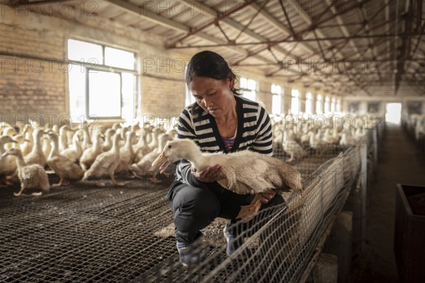 Labourer Ma Jian Hui, the workers live in the respective buildings where the ducks are kept, a