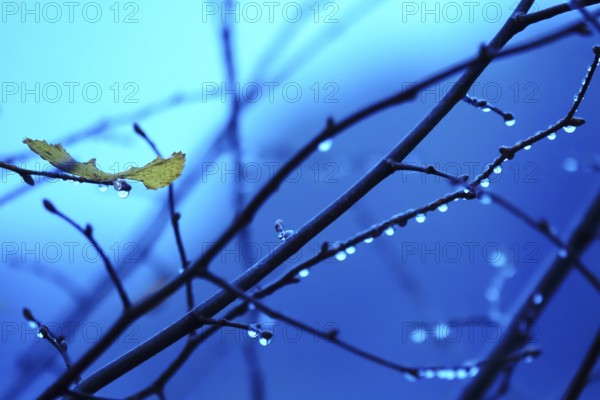 Branches with water drops, autumn, Germany, Europe
