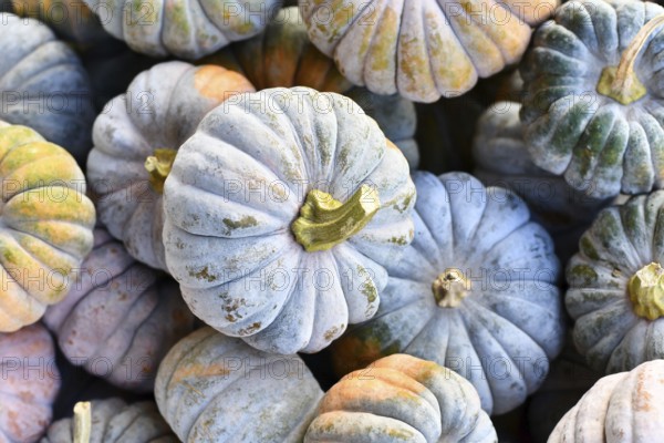 Top view of pastel colored 'Cucurbita moschata Hayato' muscade pumpkins
