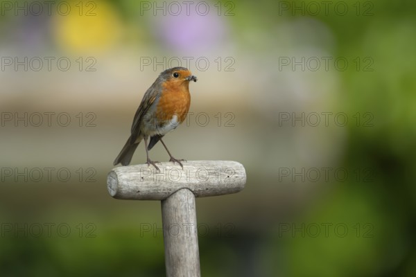 European robin (Erithacus rubecula) adult bird on a garden fork handle with food in its beak in