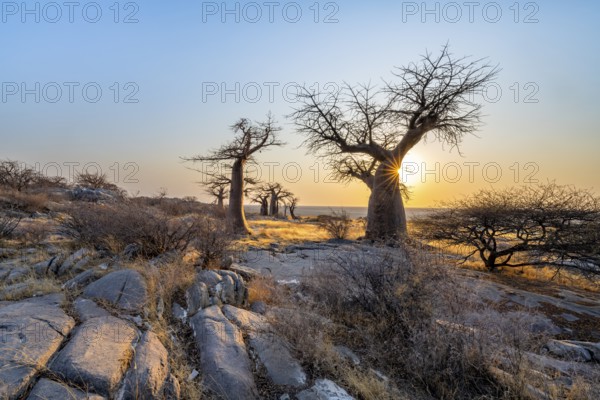 African baobab (Adansonia digitata), several trees at sunrise, sun star, Kubu Island (Lekubu), Sowa