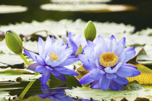 Two purple water lilies with yellow centre in a green pond between leaves, giant water lilies