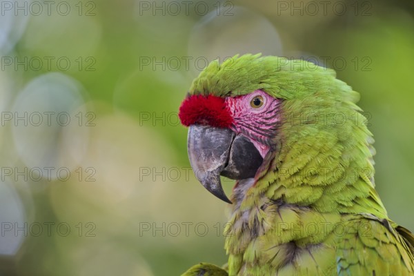Great green macaw (Ara ambiguus) Costa Rica