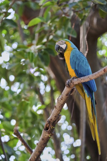 Yellow-breasted Macaw (Ara ararauna) Costa Rica