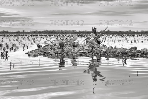 Dalmatian pelicans (Pelecanus crispus) on an island in Lake Kerkini, Lake Kerkini, dawn,