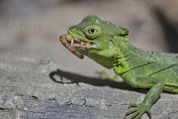 Frontal lobe basilisk female eats scorpion (Basiliscus plumifrons) Costa Rica