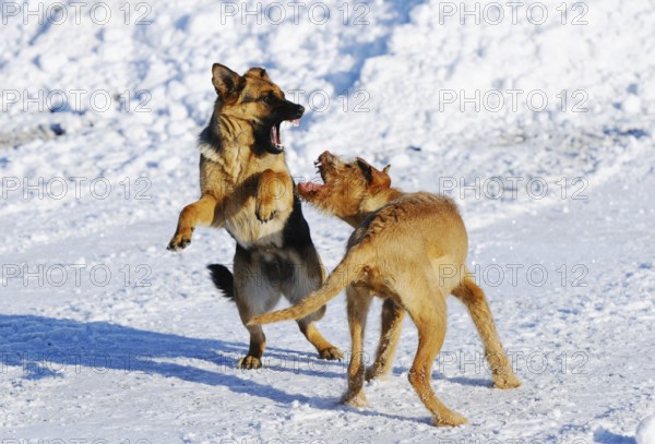Two dogs romp full of energy in the snowy terrain with open mouths and lively expressions, German