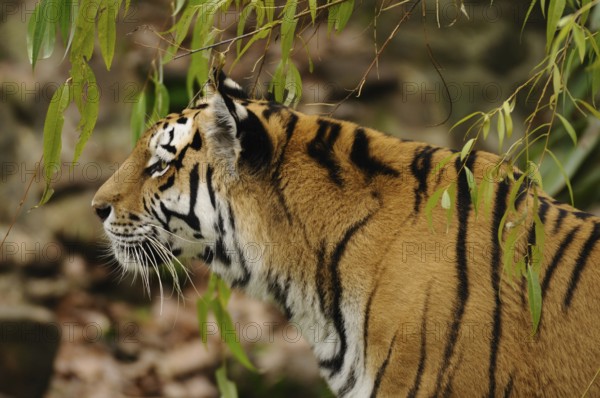 Tiger under trees, portrayed from the side with a calm expression, Siberian tiger (Panthera tigris