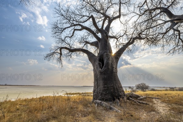 Babobabs on the edge of a salt pan, Baine's Baobabs, Nxai Pan National Park, Botswana, Africa