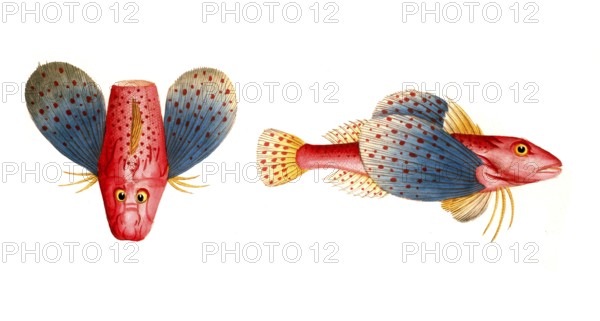 Fish, Fish, Fish species from the subfamily of the real gurnards, Trigla punctata, punctulated sea