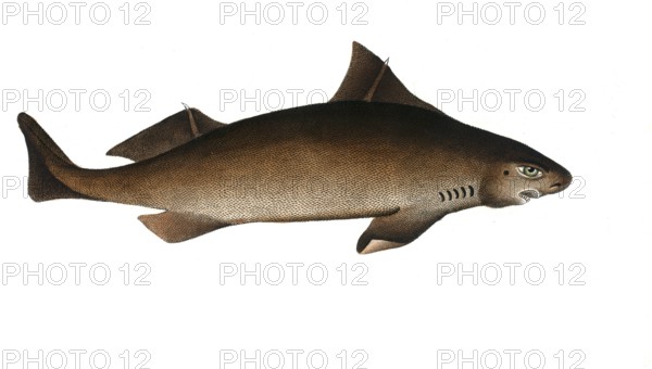 Fish, Fish, Shark genus from the family of spiny dogfish, Squalus centrina, the Centrina,