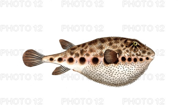 Fish, Fish, Genus from the family of puffer fish, Tetrodon spengleri, Historical, digitally