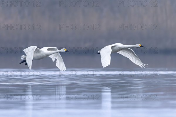 Bewick's swans, tundra swan (Cygnus bewickii) pair flying low over water of lake in early morning