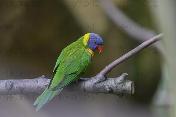 One Rainbow lorikeet (Trichoglossus moluccanus) sitting on a branch. Green vegetation in the