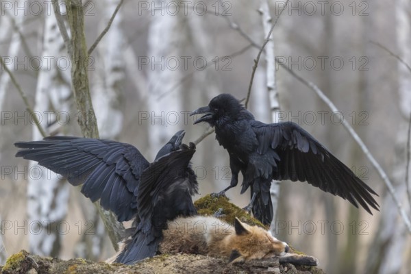 Two common raven (Corvus corax), fighting and feeding on the carcass of a red fox lying on stones