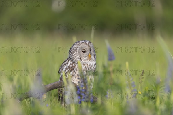 One Ural owl (Strix uralensis) sitting on a branch lying in a field of flowering lupines in late