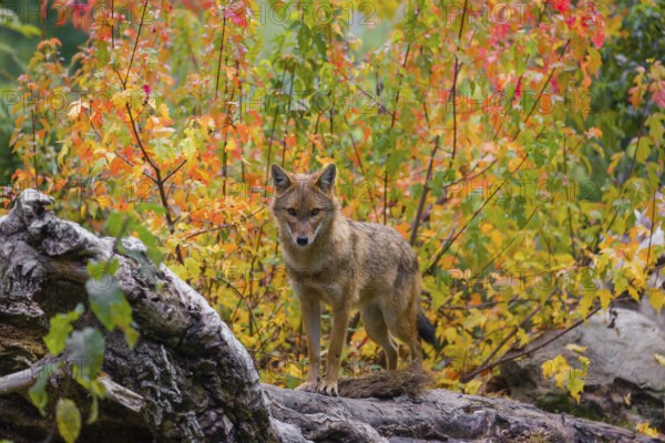 One golden jackal (Canis aureus) stands on a fallen tree trunk. Behind him is a tree in intense