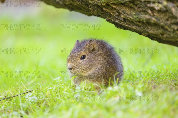 A young Brazilian guinea pig (Cavia aperea) grazes on a green meadow