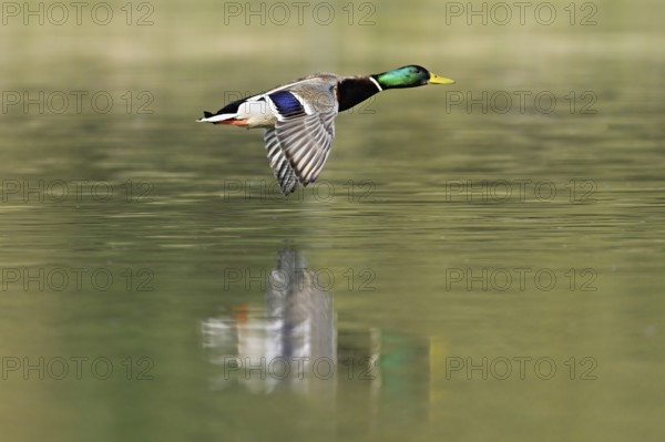 Mallard (Anas platyrhynchos), drake in flight, Flachsee, nature reserve, Reusstal, Canton Aargau,