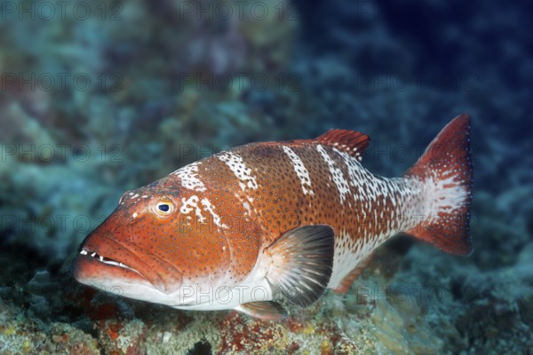 Saddleback trout perch (Plectropomus laevis), grouper, Great Barrier Reef, Unesco World Heritage