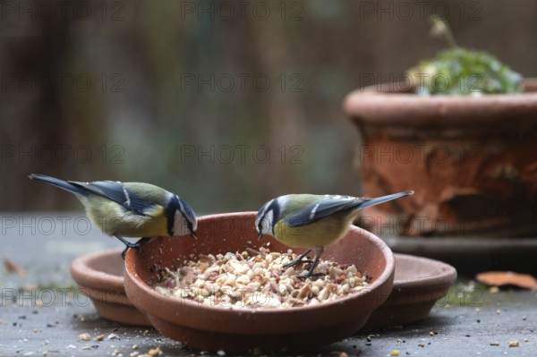 Blue tits (Cyanistes caeruleus) fetch food from a flower bowl, Bavaria, Germany, Europe